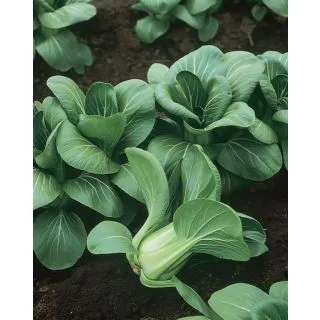 Compra PAK CHOI MEI QING CHOI F1 (2.500 Semillas) en la tienda online Fito Agrícola