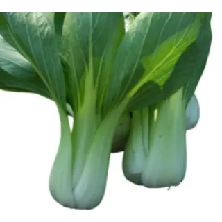 Compra PAK CHOI GREEN REVOLUTION F1 (100.000 Semillas) en la tienda online Fito Agrícola