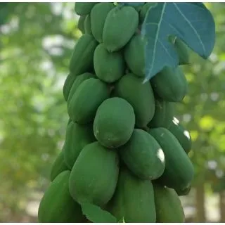 Compra PAPAYA ALICIA en la tienda online Fito Agrícola