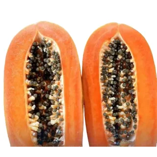 Compra PAPAYA CABALLERO en la tienda online Fito Agrícola