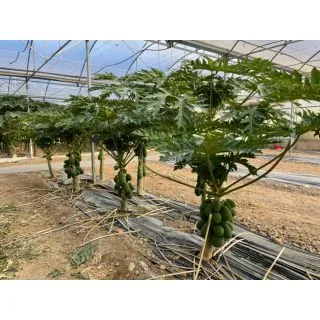 Compra PAPAYA MERENGUE F1 (1000 Semillas) en la tienda online Fito Agrícola