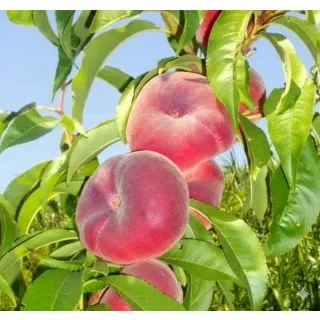 Compra PARAGUAYO ROJO CARNE BLANCA en la tienda online Fito Agrícola