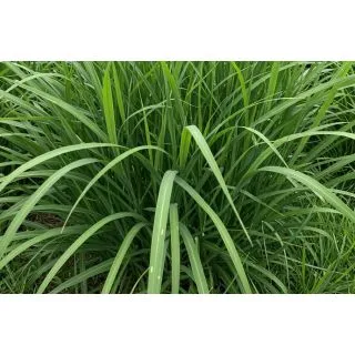 Compra PANICUM MAXIMUM (5 Kgr.). en la tienda online Fito Agrícola