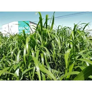 Compra PASTO DEL SUDAN BELLE (25 Kgr.). en la tienda online Fito Agrícola