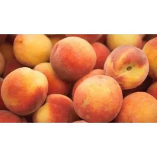 Compra MELOCOTONERO ROMEA en la tienda online Fito Agrícola