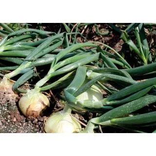 Compra CEBOLLA PEÑAFLOR F1 (100.000 Semillas) en la tienda online Fito Agrícola