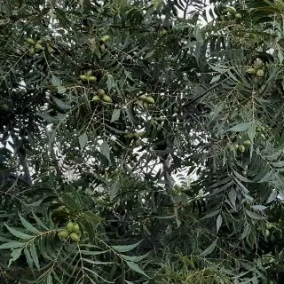 Compra PECANERO KIOWA en la tienda online Fito Agrícola