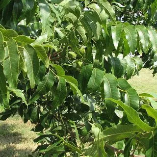 Compra PECANERO WESTERN SCHLEY en la tienda online Fito Agrícola