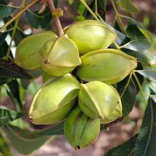 Compra PECANERO MOHAWK en la tienda online Fito Agrícola