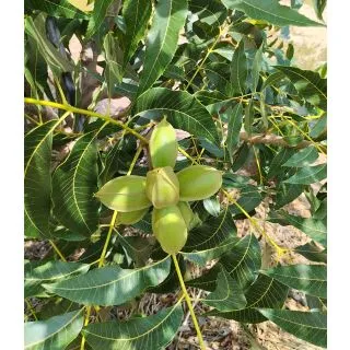 Compra PECANERO WICHITA en la tienda online Fito Agrícola