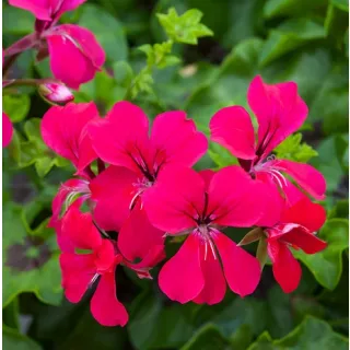 Compra PELARGONIUM REACH OUT HOT PINK Peliculada (1000 Semillas). en la tienda online Fito Agrícola