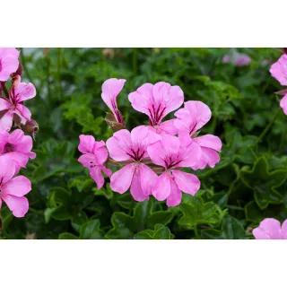 Compra PELARGONIUM REACH OUT PINK Peliculada (1000 Semillas). en la tienda online Fito Agrícola
