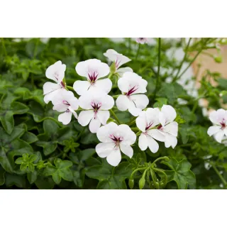 Compra PELARGONIUM REACH OUT WHITE Peliculada (1000 Semillas). en la tienda online Fito Agrícola