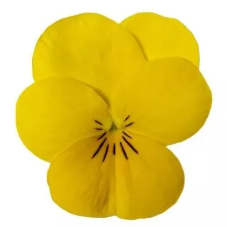 Compra VIOLA CORNUTA PENNY YELLOW (240 Plantas). en la tienda online Fito Agrícola