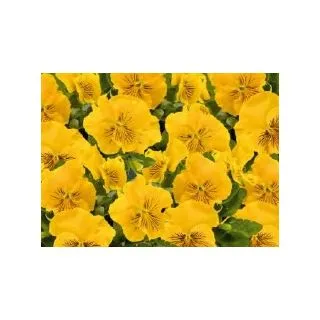 Compra PENSAMIENTO CATS ® PLUS YELLOW F1 (1000 Semillas). en la tienda online Fito Agrícola