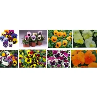 Compra PENSAMIENTO EWASO F1 BLOTCH MIX (1000 Semillas). en la tienda online Fito Agrícola