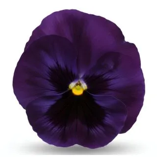 Compra PENSAMIENTO MATRIX DEEP BLUE WITH BLOTCH (240 Plantas). en la tienda online Fito Agrícola