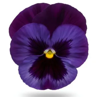 Compra PENSAMIENTO MATRIX DENIM (240 Plantas). en la tienda online Fito Agrícola