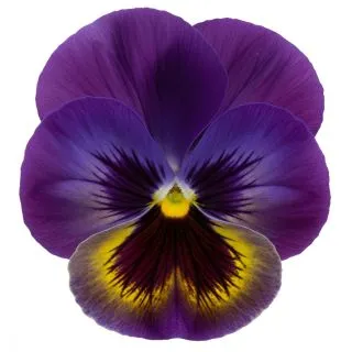 Compra PENSAMIENTO MATRIX MIDDNIGHT GLOW (240 Plantas). en la tienda online Fito Agrícola