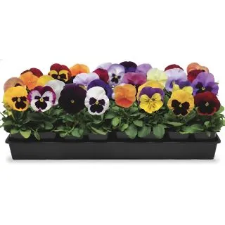 Compra PENSAMIENTO MATRIX MIX (240 Plantas). en la tienda online Fito Agrícola