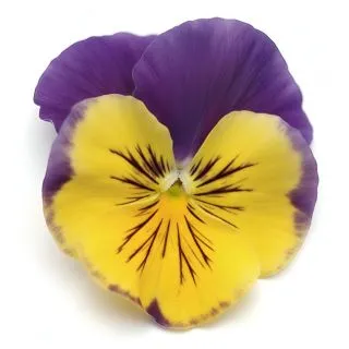 Compra PENSAMIENTO MATRIX MORPHEUS (240 Plantas). en la tienda online Fito Agrícola