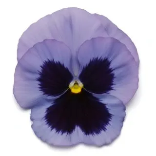 Compra PENSAMIENTO MATRIX OCEAN (240 Plantas). en la tienda online Fito Agrícola