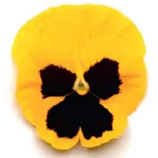 Compra PENSAMIENTO MATRIX YELLOW WITH BLOTCH (240 Plantas). en la tienda online Fito Agrícola