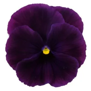 Compra PENSAMIENTO PREMIER CLEAR PURPLE (240 Plantas). en la tienda online Fito Agrícola