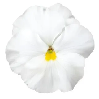 Compra PENSAMIENTO PREMIER CLEAR WHITE (240 Plantas). en la tienda online Fito Agrícola