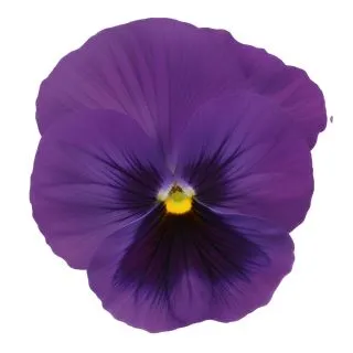 Compra PENSAMIENTO PREMIER DEEP BLUE WITH BLOTCH (240 Plantas). en la tienda online Fito Agrícola