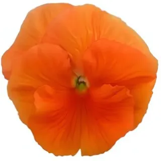 Compra PENSAMIENTO PREMIER DEEP ORANGE (240 Plantas). en la tienda online Fito Agrícola