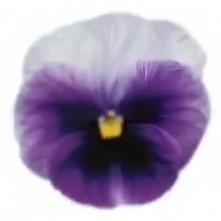 Compra PENSAMIENTO PREMIER FANTASIA BACON BLUE (240 Plantas). en la tienda online Fito Agrícola