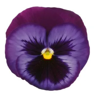 Compra PENSAMIENTO PREMIER FANTASIA BLUE JEANS (240 Plantas). en la tienda online Fito Agrícola