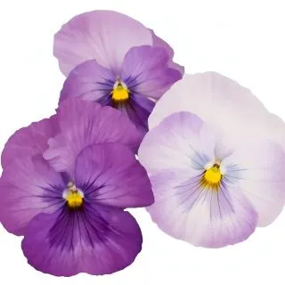 Compra PENSAMIENTO PREMIER FANTASIA LAVANDER SHADES (240 Plantas). en la tienda online Fito Agrícola