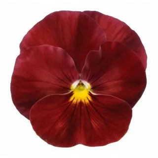 Compra PENSAMIENTO PREMIER ROSE (240 Plantas). en la tienda online Fito Agrícola