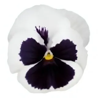 Compra PENSAMIENTO PREMIER WHITE WITH BLOTCH (240 Plantas). en la tienda online Fito Agrícola