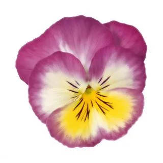 Compra PENSAMIENTO ULTIMA FANTASIA DEEP BLUE (240 Plantas). en la tienda online Fito Agrícola