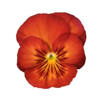 Compra PENSAMIENTO ULTIMA FANTASIA RED (240 Plantas). en la tienda online Fito Agrícola