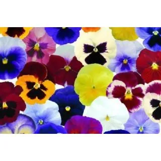 Compra PENSAMIENTOS MATRIX MEZCLA PLANTEL DESARROLLADO (28 Plantas) en la tienda online Fito Agrícola