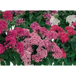 Compra PENTA GRAFFITI MIX (240 plantas). en la tienda online Fito Agrícola