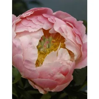 Compra PEONÍA PINK HAWAIIAN CORAL (10 Unid.). en la tienda online Fito Agrícola