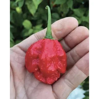 Compra PIMIENTO CAROLINA REAPER F1 (500 Semillas) en la tienda online Fito Agrícola