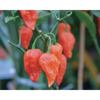 Compra PIMIENTO NAGA MORICH F1 (500 Semillas) en la tienda online Fito Agrícola