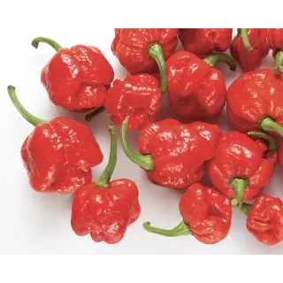 Compra PIMIENTO RED SCORPION (500 Semillas) en la tienda online Fito Agrícola