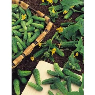 Compra PEPINILLO CALYPSO F1 (100 gr.). en la tienda online Fito Agrícola