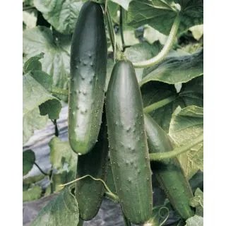 Compra PEPINO PRIMIZIA F1 OR ® (5.000 Semillas). en la tienda online Fito Agrícola