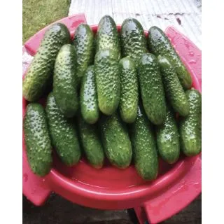 Compra PEPINILLO ANYA F1 (1.000 Semillas). en la tienda online Fito Agrícola