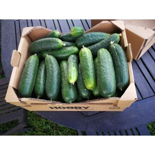 Compra PEPINO CONTADOR F-1 M11 en la tienda online Fito Agrícola