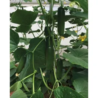 Compra PEPINO DONNIE F1 (500 Semillas). en la tienda online Fito Agrícola