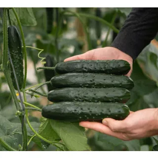 Compra PEPINO DRONNE F1 (1.000 Semillas) en la tienda online Fito Agrícola